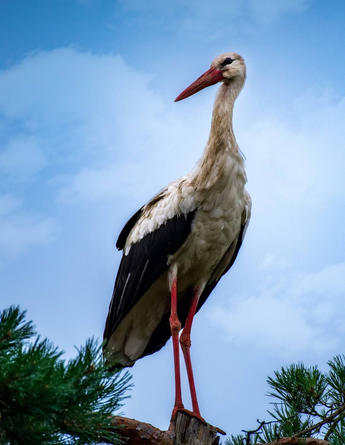 , Павел Ныриков