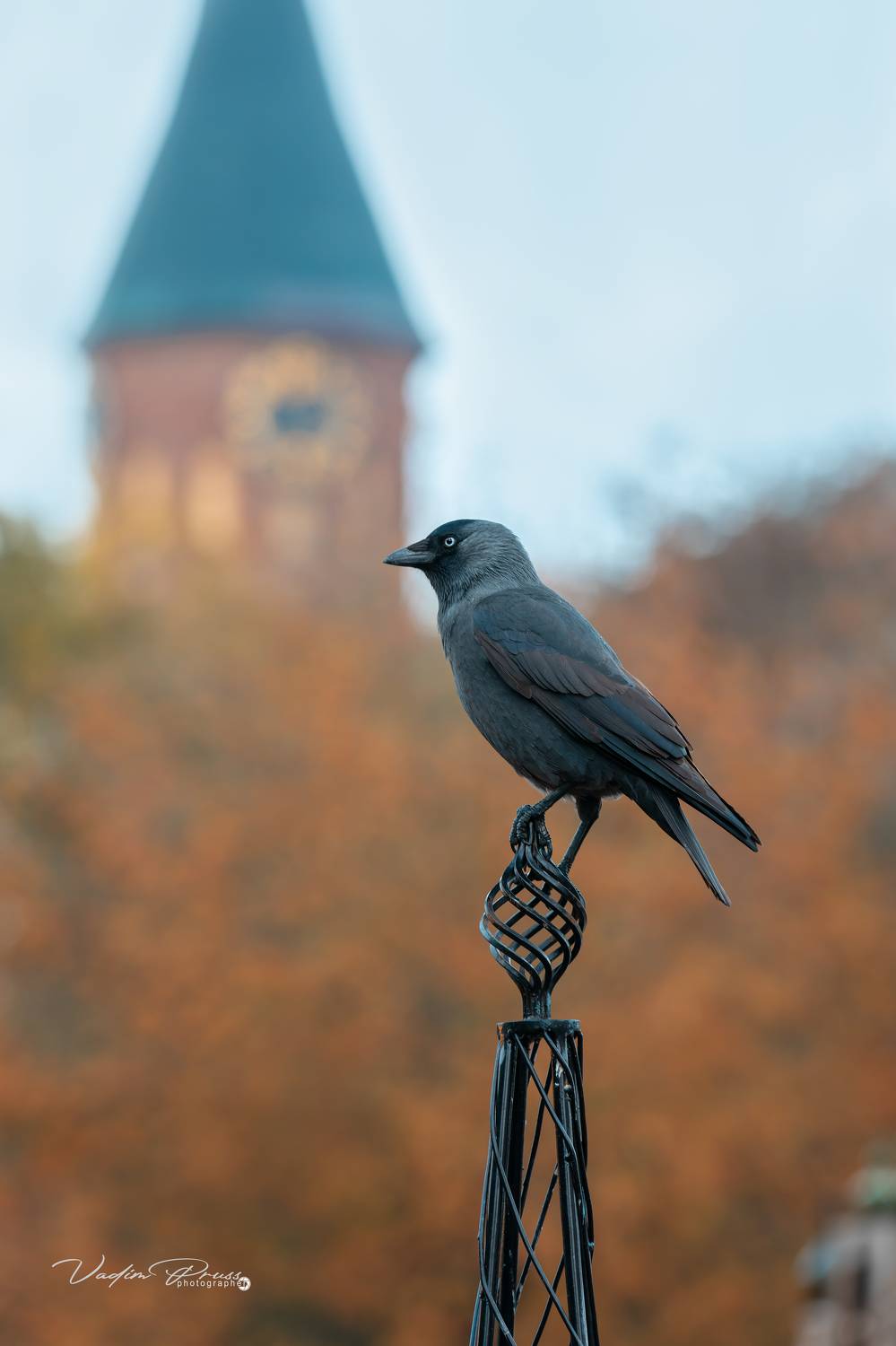 птица, галка, стрит, фотография, улица, Калининград, Россия, осень, 2023, Vadim Svirin