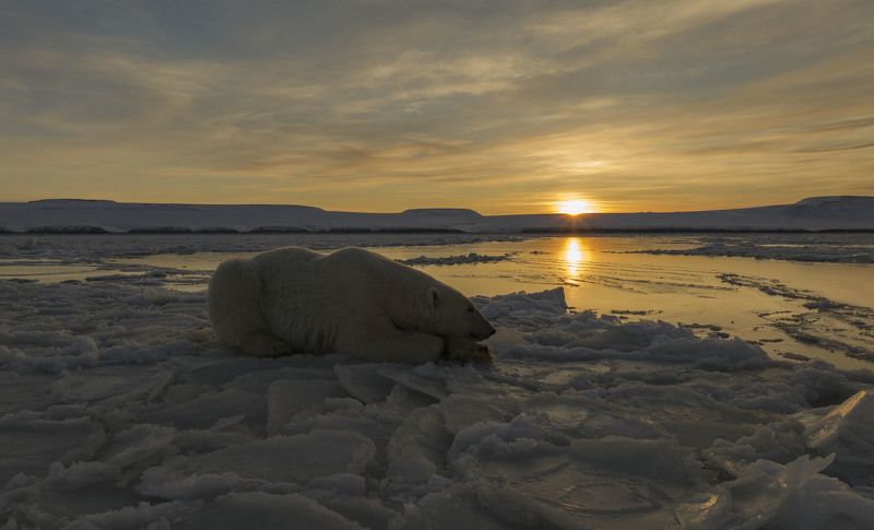 чукотка, арктика, чукотское море, льды, закат, медведь белый, медведь морской, медведь полярный, закат. На закате...photo preview