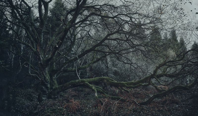 The tree # 2photo preview