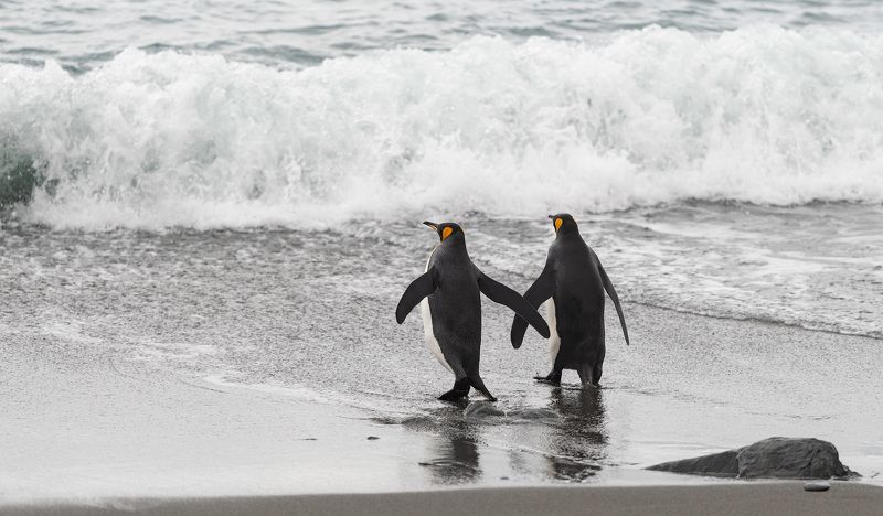 Вместе в родную стихиюphoto preview
