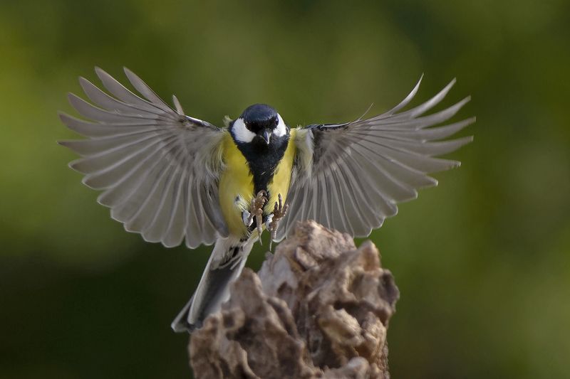 Большойphoto preview