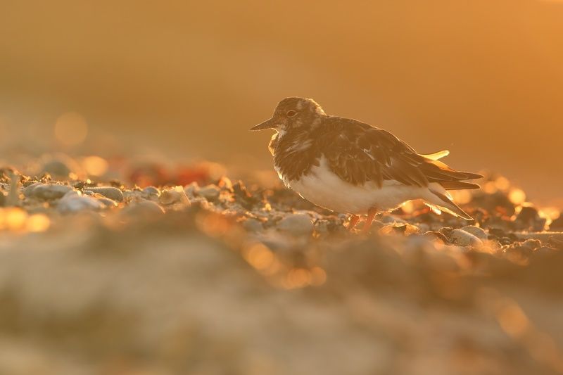 Wildlife, bird, ruddy, turnstone, Arenaria, interpres, backlight Ruddy turnstonephoto preview