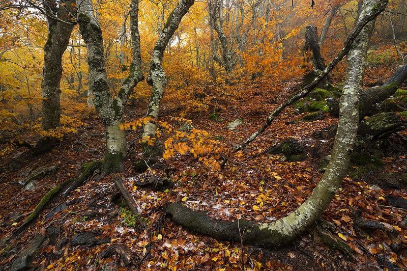 photography, mountain, autumn, fog, landscape, photo, awakening, flowers, land, landmark, lands, soft ligth, ligth, mountains, photo, river Primeval colorsphoto preview