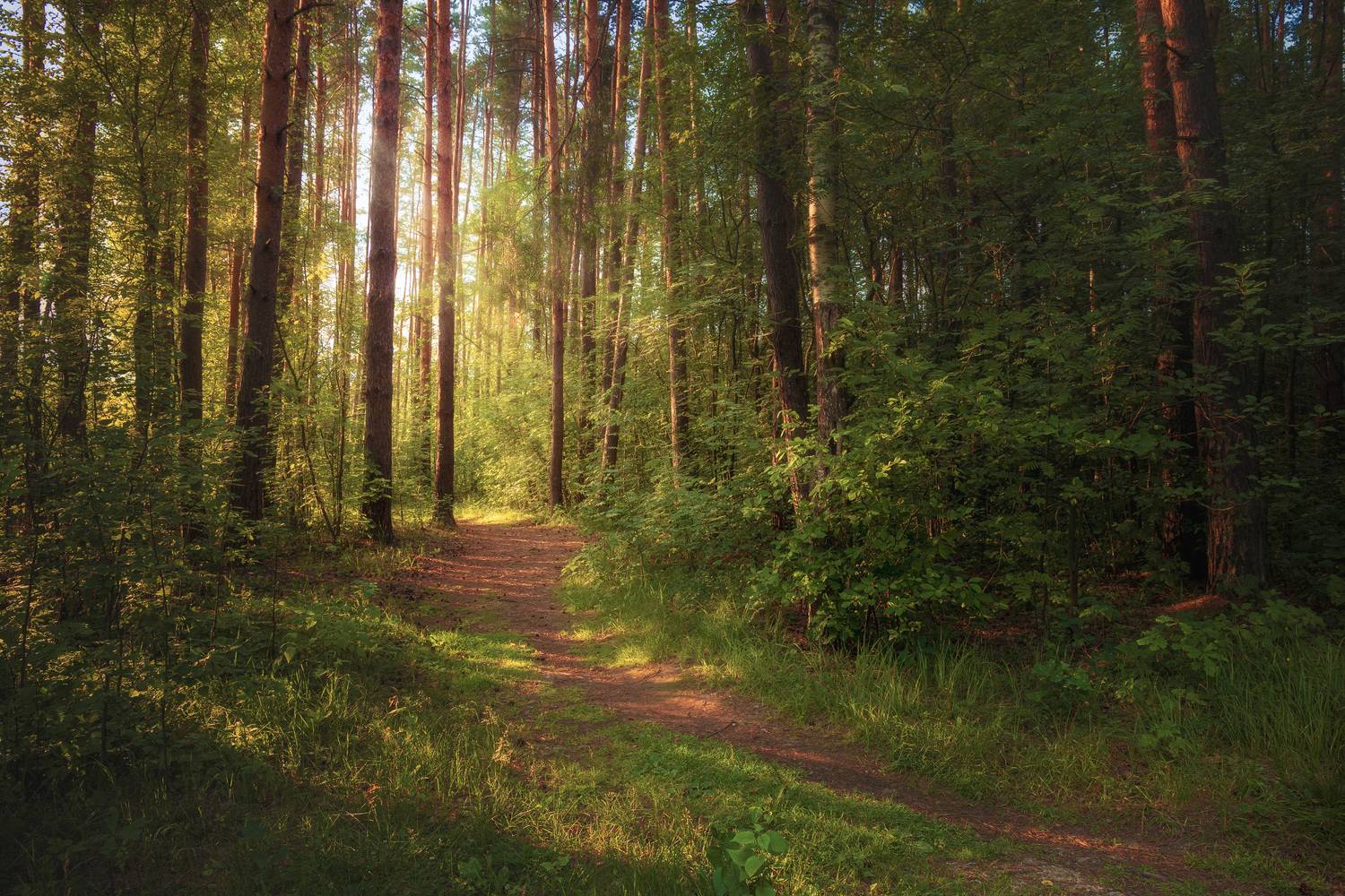 лес, деревья, лето, листья, пейзаж, Валерий Вождаев