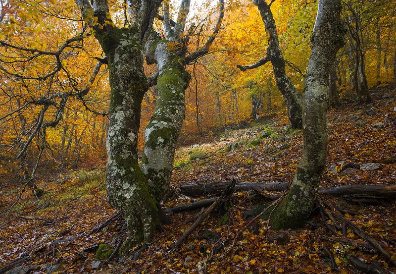 photography, mountain, aautumn, fog, landscape, photo, awakening, flowers, land, landmark, lands, soft ligth, ligth, mountains, photo, river Primeval red mosaicphoto preview
