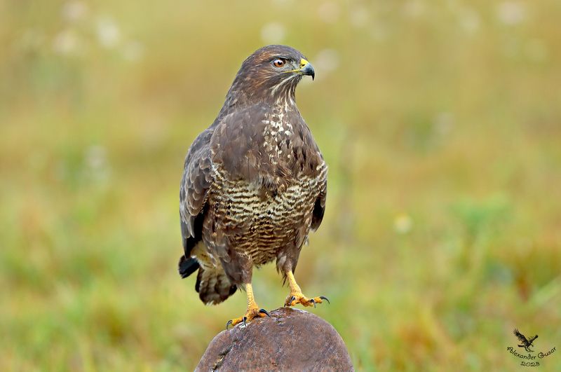 канюк На пьедестале. фото превью