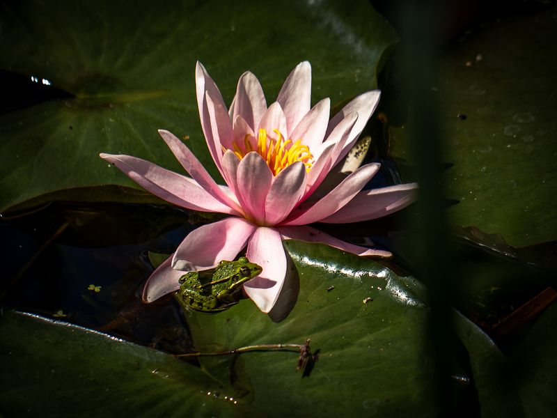 И где принц?photo preview