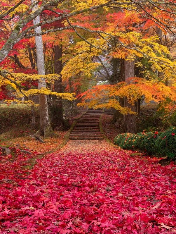 #kyoto #japan #autumn #temple [ Autumn in Kyoto ]photo preview