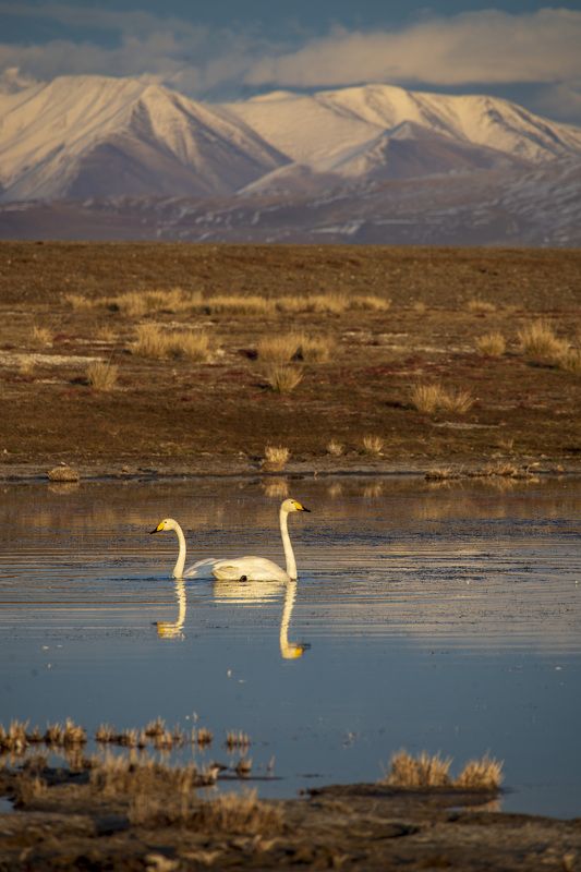 Село Кош-Агач Озёра Чуйской степиphoto preview