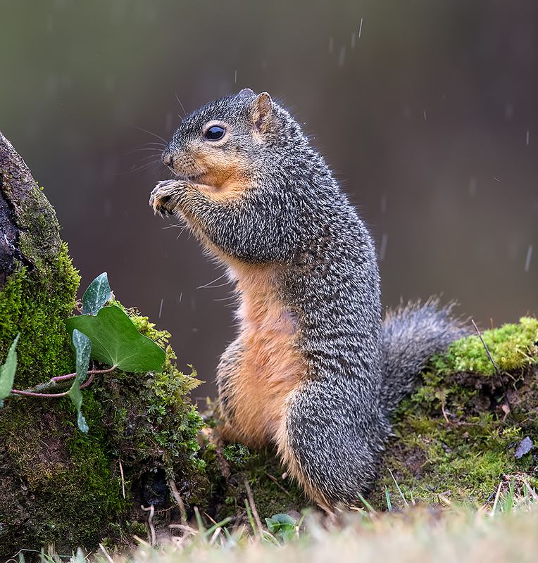 белка, squirrel, лисья белка, fox squirrel, животные,animals, дикие животные Fox Squirrel - Лисья Белкаphoto preview