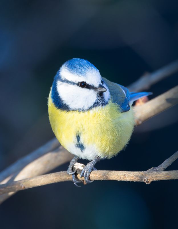 лазоревка, птицы, фото птиц Лазоревка.photo preview
