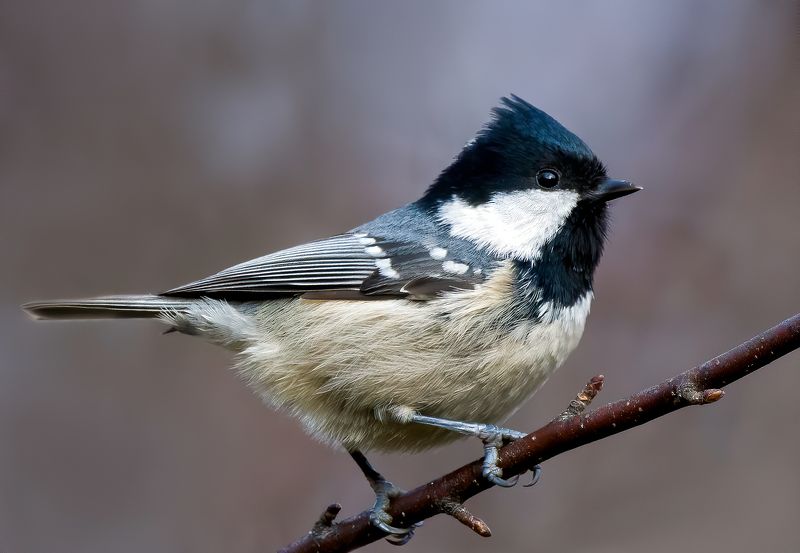 синица. птицы, birds, birdwatching, nikon, nikonrussia, birding, фотоохота, фотоптиц Московкаphoto preview