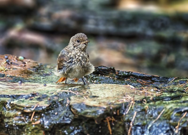птица, горихвостка, слёток, воробей, ручей, слёток горихвостки в ручье..photo preview