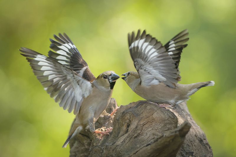 Дубоносыphoto preview