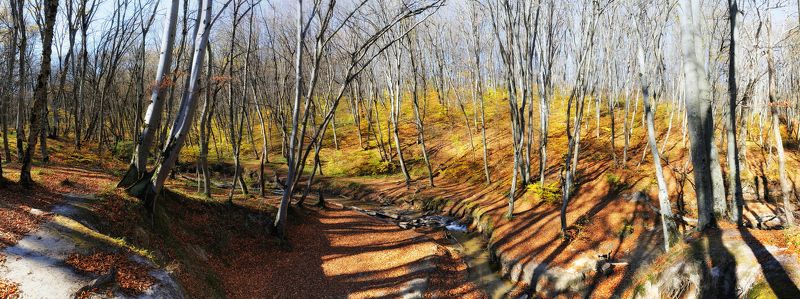 Архиерейский лес осенью... фото превью