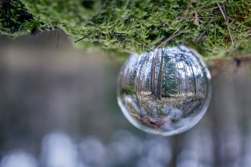 лес, стеклянный шар, отражение Лес в стеклянном шареphoto preview