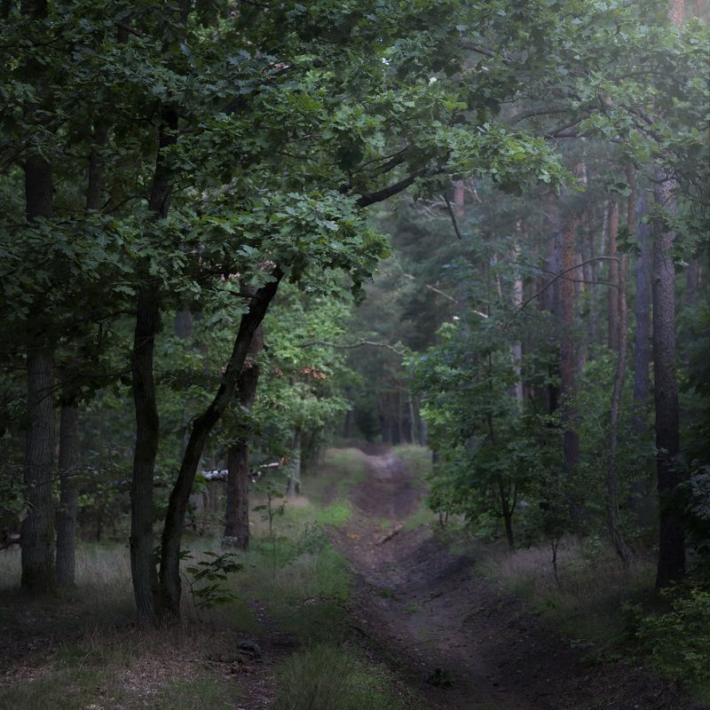 Лес Августphoto preview