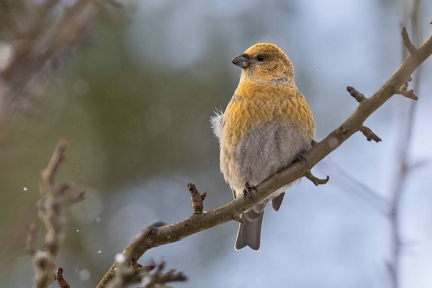 ***. Автор: Елена Давыдова птицы, подмосковье, клест-еловик, loxia curvirostra, Елена Давыдова