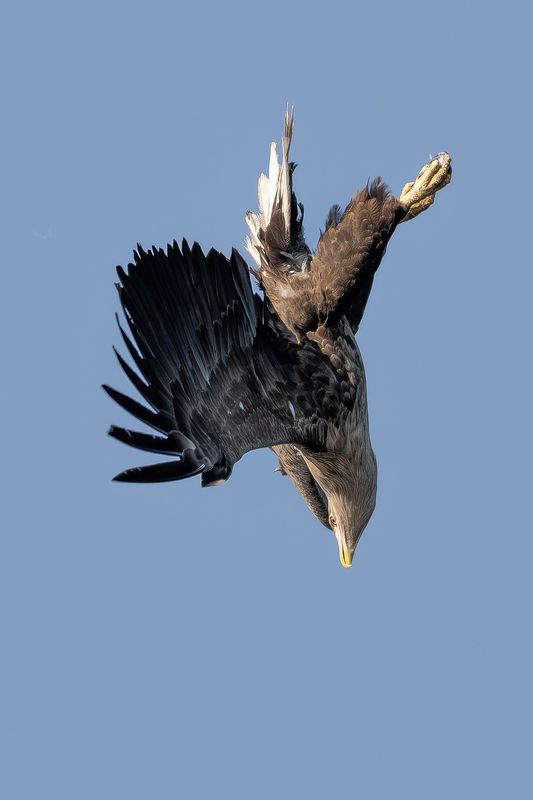 Bielik, ptak, ptak drapiezny, Haliaeetus albicilla, bird of prey Ptak drapiezny Bielikphoto preview