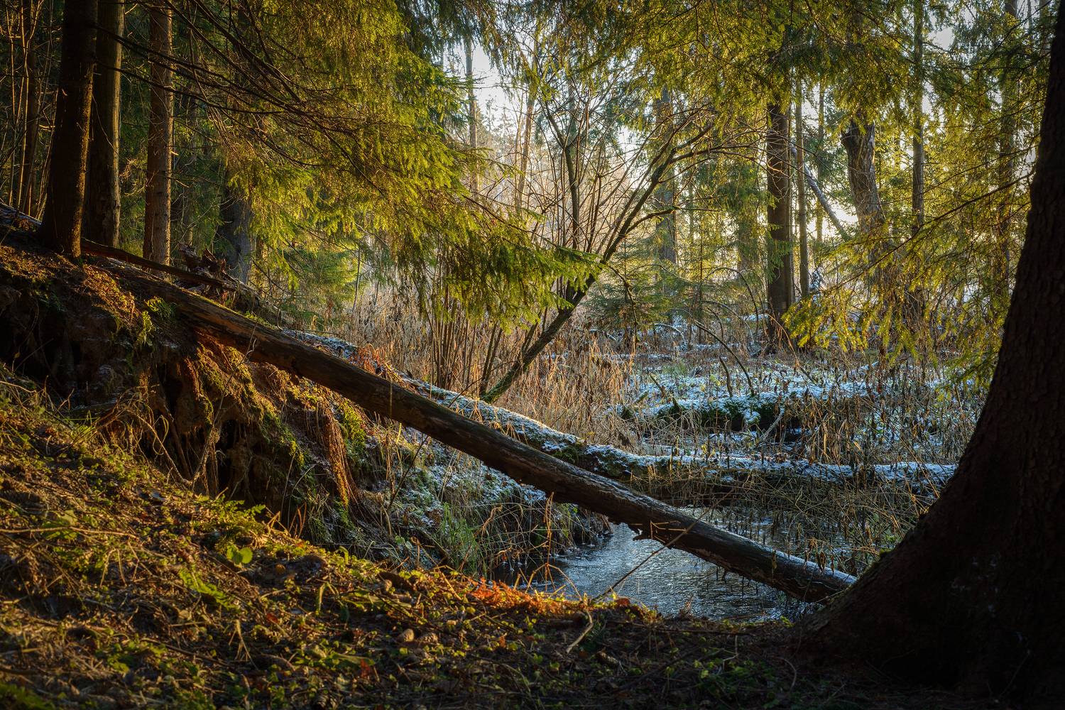 Автор: Сизов Кирилл , Сизов Кирилл
