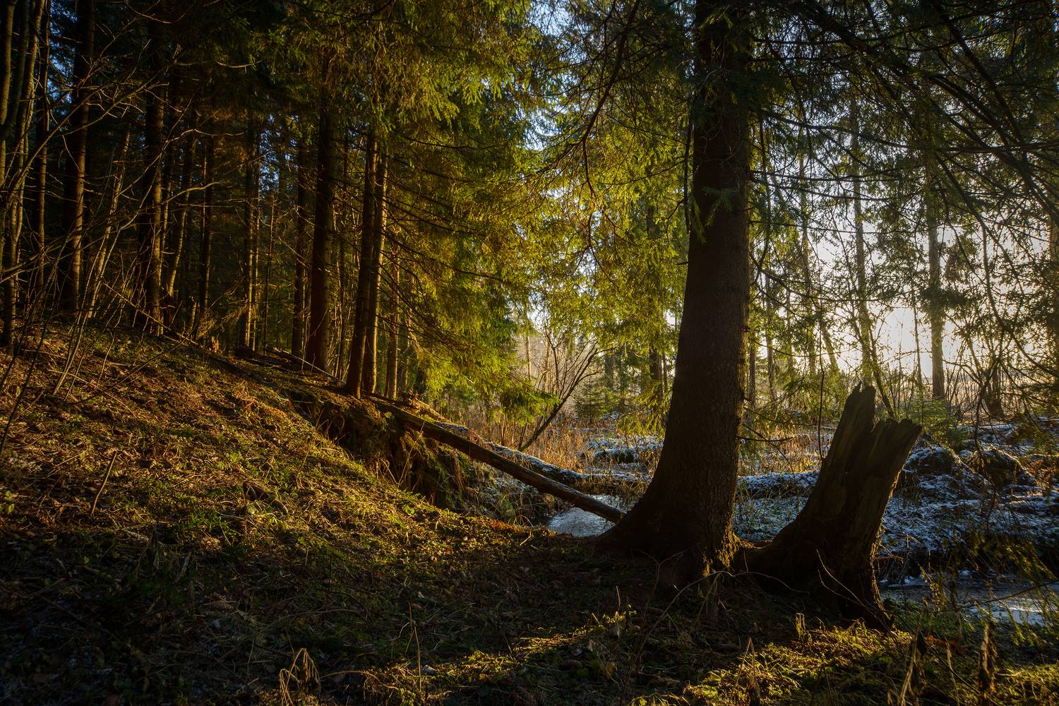 Автор: Сизов Кирилл , Сизов Кирилл