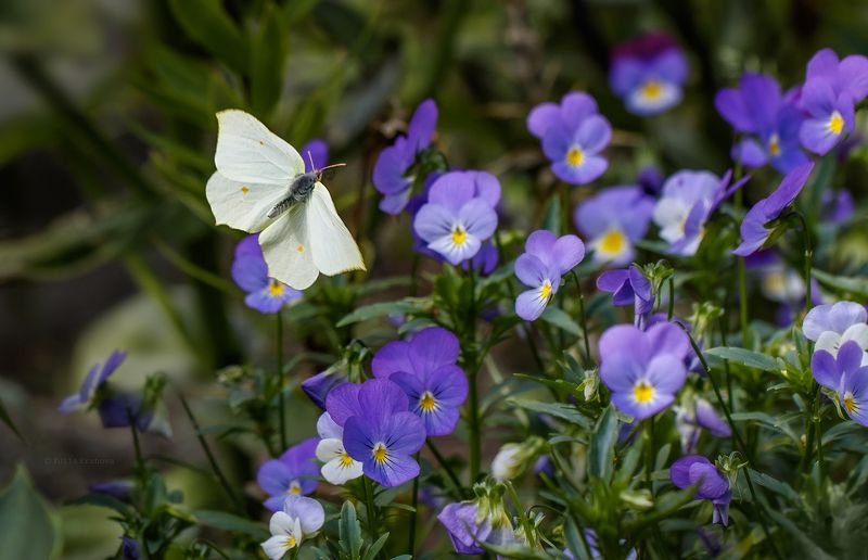 бабочка, полёт, анютины глазки Полётphoto preview