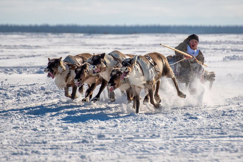 олени, гонка, соревнования, ямал, спорт, животные Гонка на победителяphoto preview