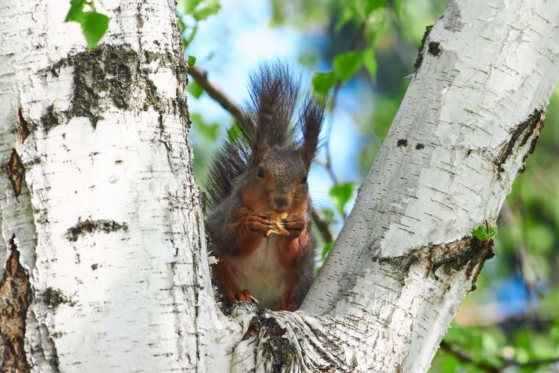 Sciurus vulgaris, volgograd, russia, wildlife, squirrel, белка,  Sciurus vulgarisphoto preview