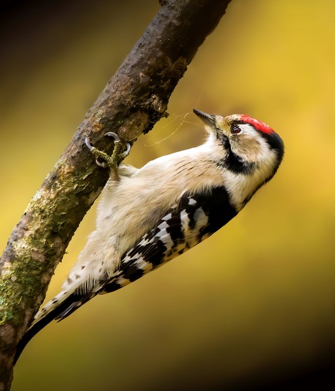 дятел, малыйпёстрыйдятел, woodpecker, птицы, birds, birdwatching, nikon, nikonrussia, birding, фотоохота, фотоптиц Малый пёстрый дятелphoto preview