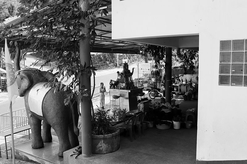 жанр, стрит, тай, слон, street photo, travel photo, bw street photo, tailand, elephant, репортаж, храм, temple, budda, будда *photo preview