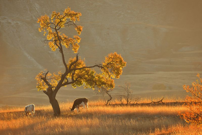 осень дагестан кудали деревья Деревья Дагестанаphoto preview