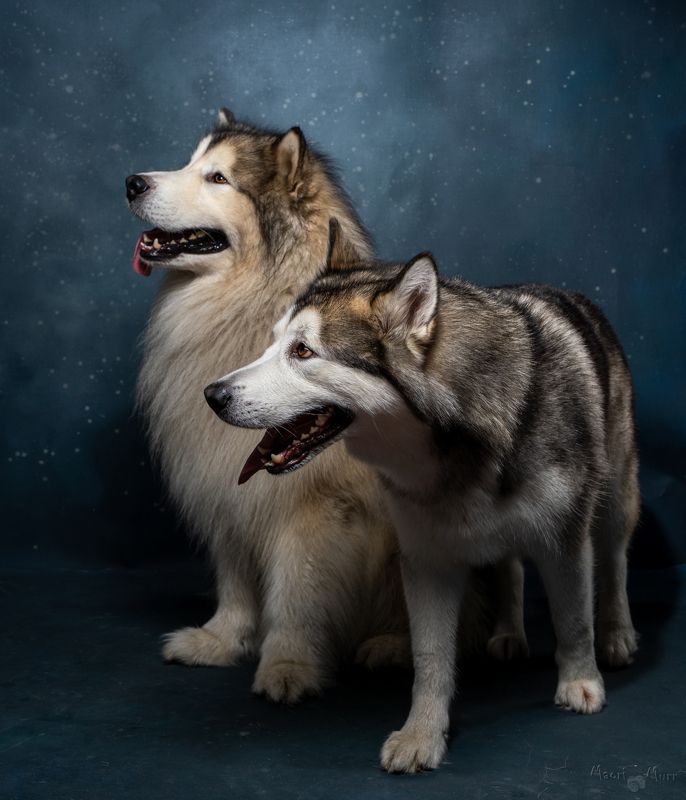 собаки, маламуты, северные собаки Маламутыphoto preview