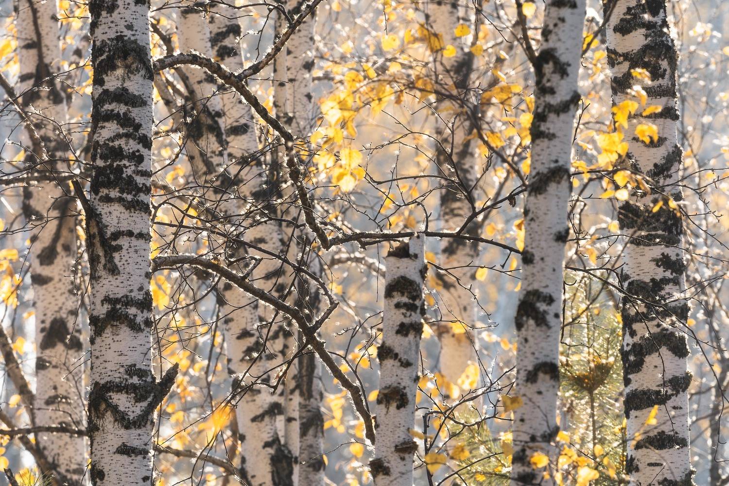 Осенние березы… Autumn birches.... Автор: Евгений Важенин , Евгений Важенин