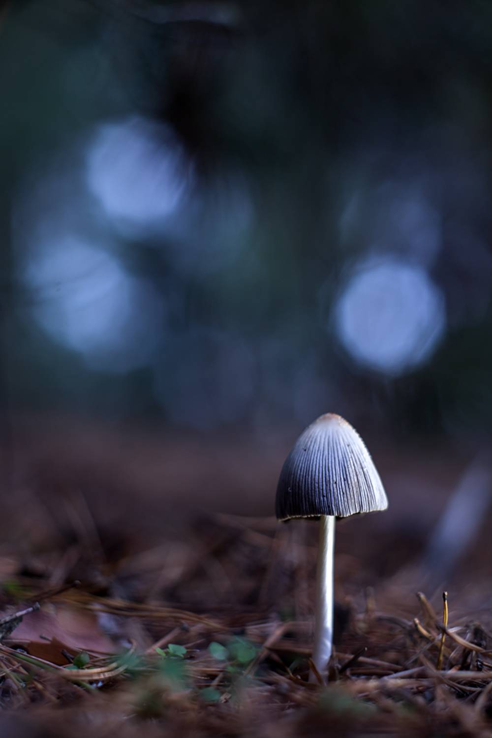 , Илья Михеев