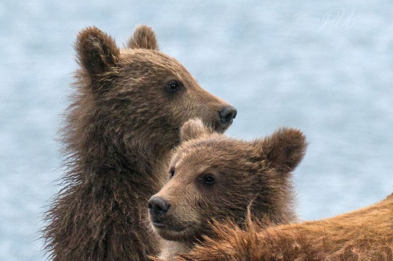 #медведикамчатки #камчатка Ми-ми-мишкиphoto preview