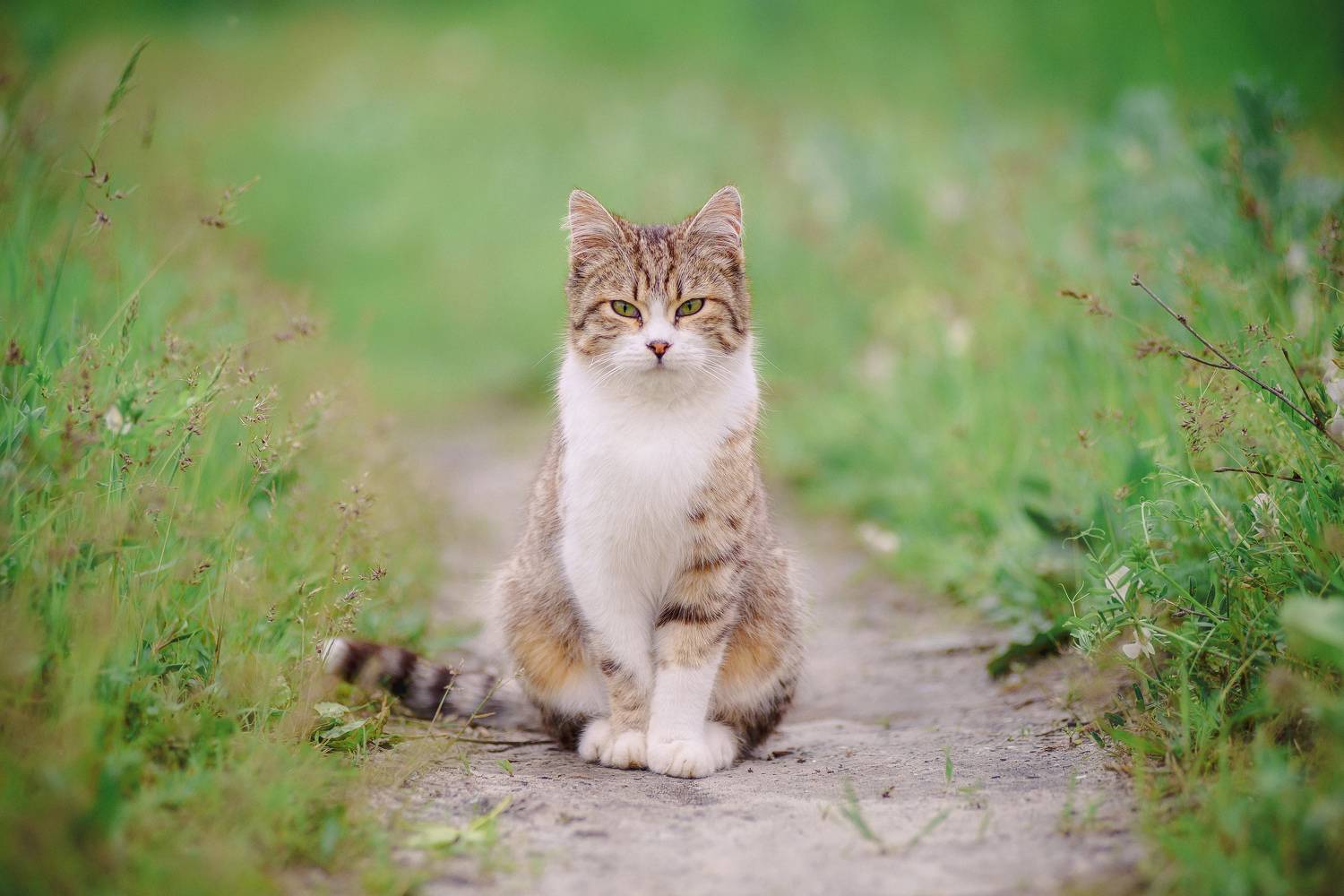 Деловой портрет. Автор: Котов Сергей , Котов Сергей