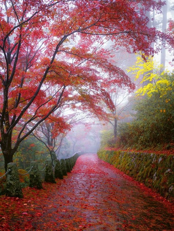 #autumn #morning #nature #japan #nara #foggy #red  photo preview