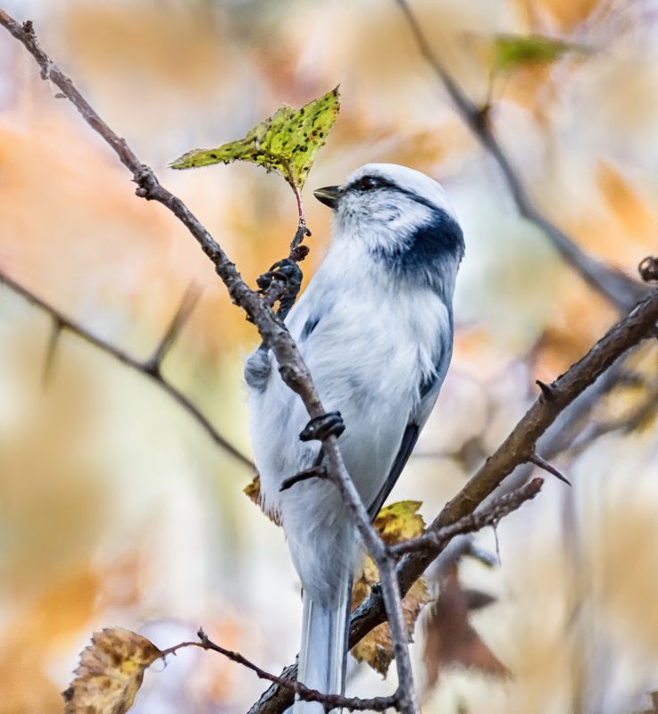 птица, белая лазоревка, князёк, осень, Уничтожение вредителей.photo preview