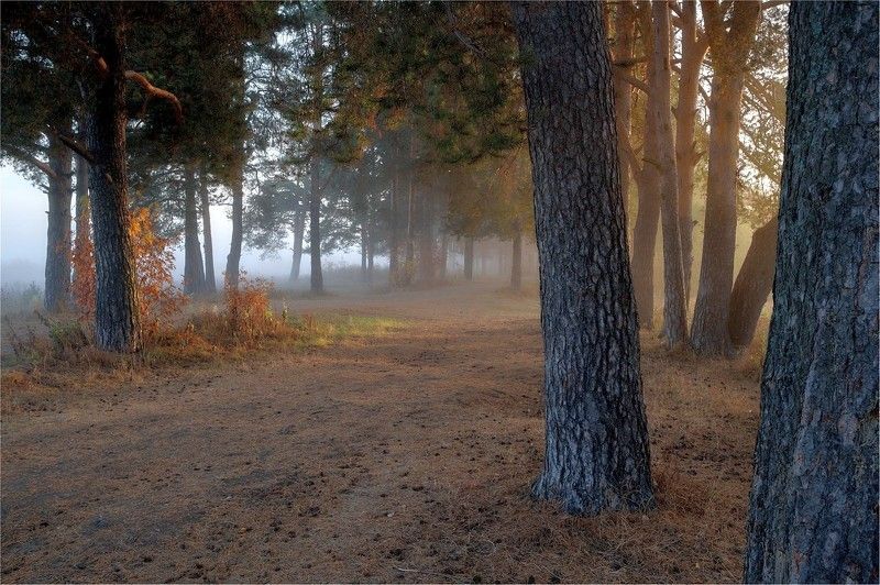 осень, бор, заречный, парк, туман, солнце, свет, сосны, стволы, лучи Туман и Солнцеphoto preview