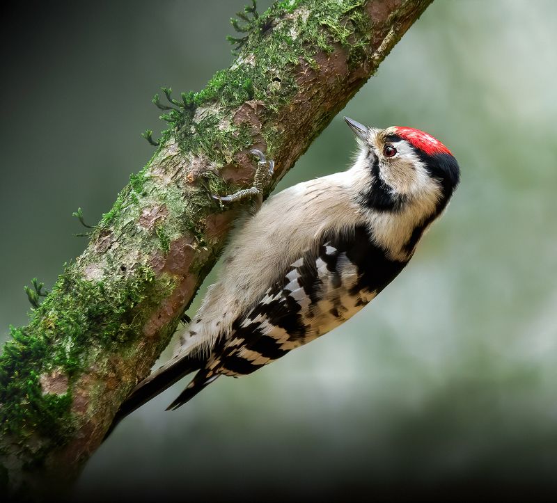 дятел, малыйпёстрыйдятел, woodpecker, птицы, birds, birdwatching, nikon, nikonrussia, birding, фотоохота, фотоптиц Малый пёстрый дятелphoto preview