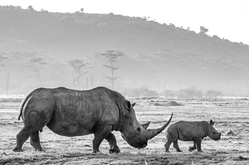 Guardian of the futurephoto preview