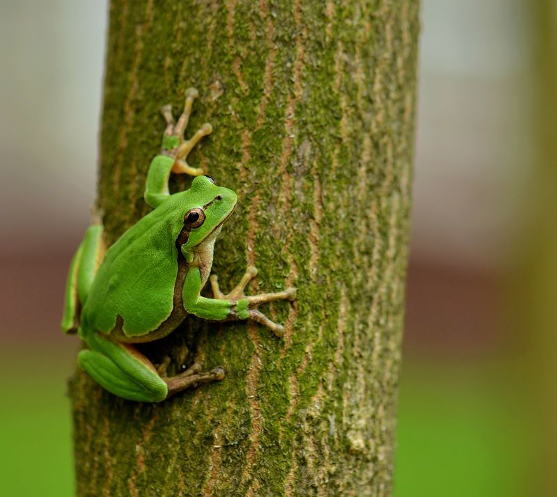 Квакшаphoto preview