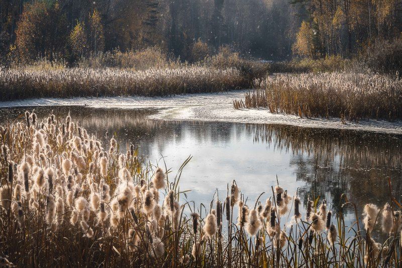 Камышинный пух…  Reed fluff...photo preview