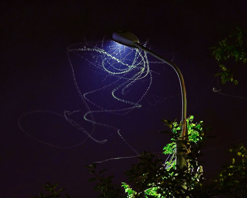 Ночной этюд.Танец мотылька.photo preview