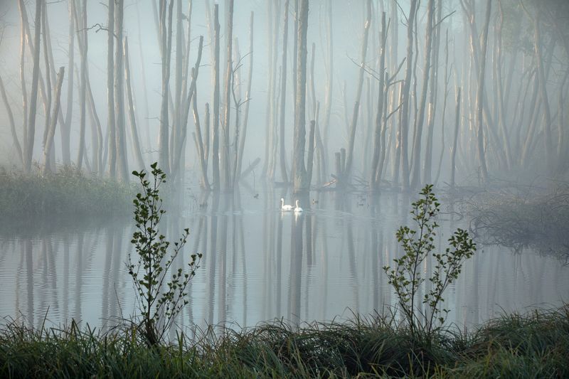 swan lake misty morning лебединое озеро tree mood foggy forest trees nature Swan Lakephoto preview