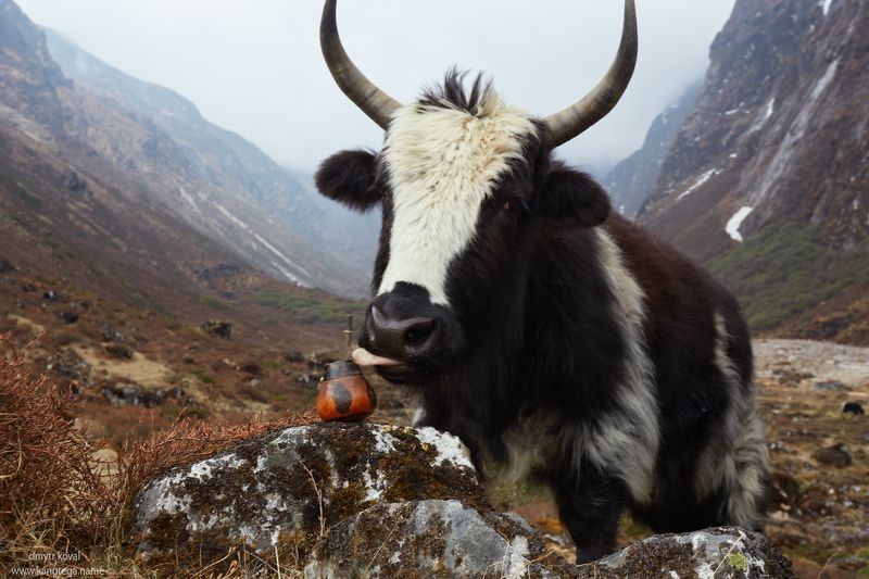 гималаи и крым вне треков Дикое матепитьеphoto preview