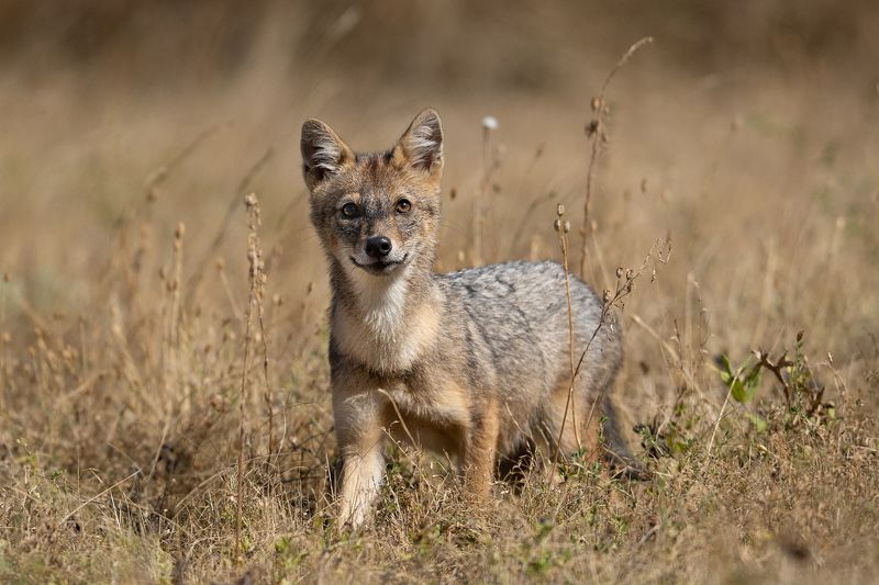 Шакалёнокphoto preview