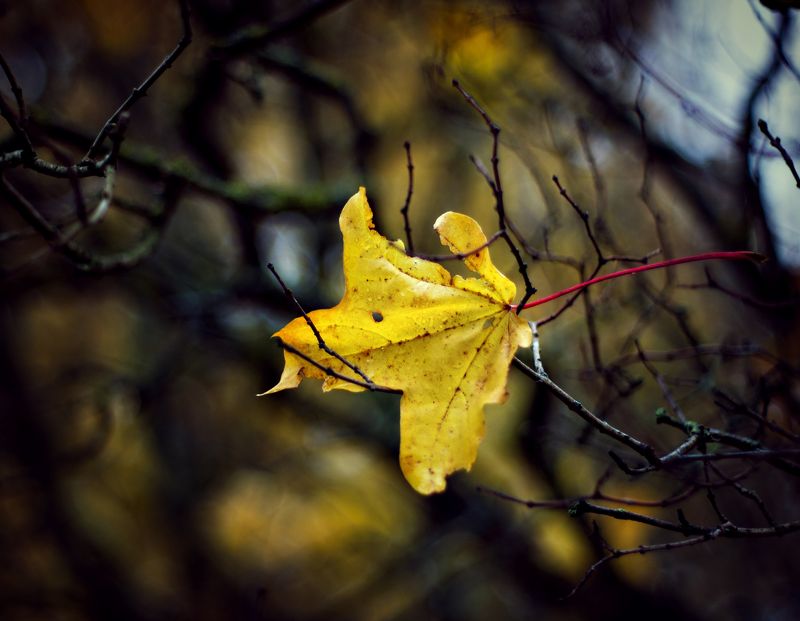 С надеждой на весну...photo preview