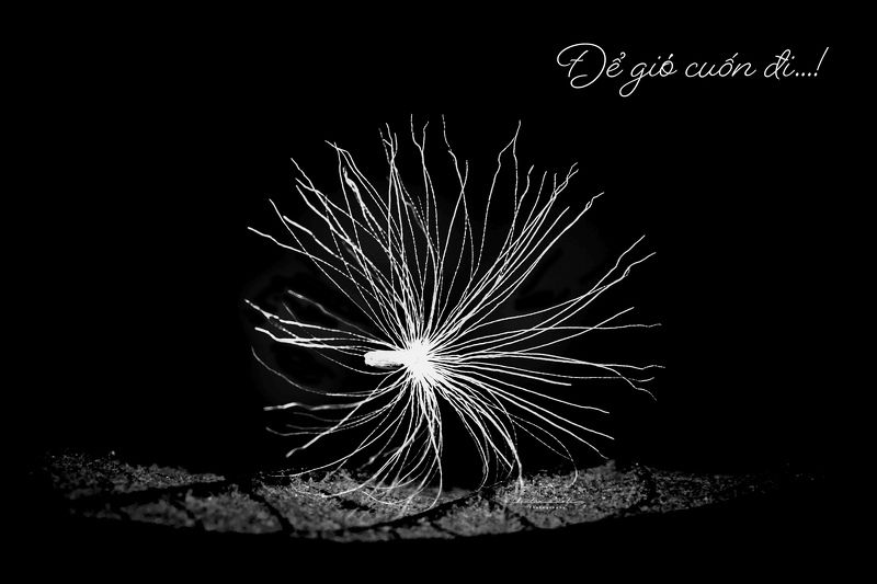 wind, black, white, small, macro, plant, dark, seed, light Let the wind take it awayphoto preview